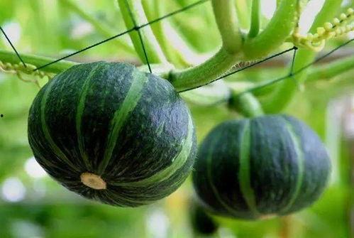 丰收瓜可以吃吗,美味还是危险？揭秘能否食用的真相