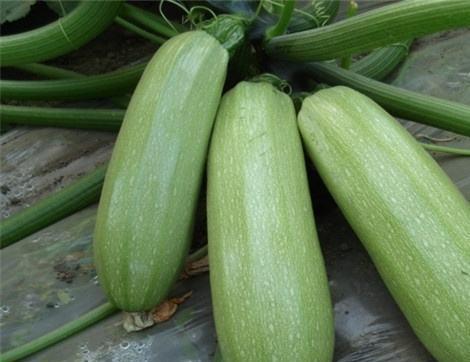 吃瓜网其他功能,一站式娱乐资讯平台，畅享海量精彩内容