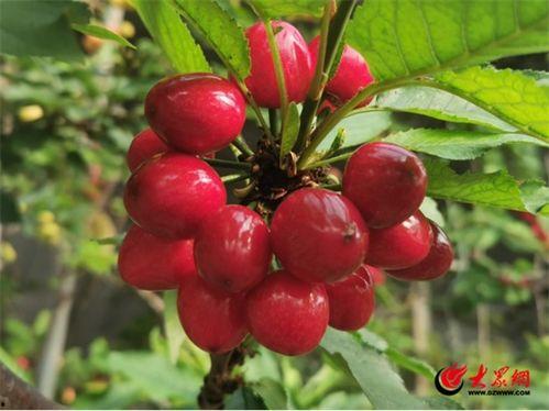 潍坊临朐吃瓜,瓜果飘香，品味夏日田园风情