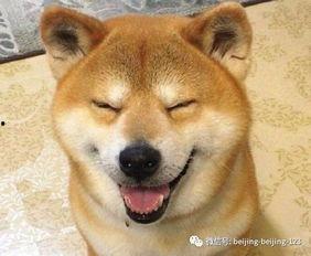 柴犬吃瓜愣住,萌态十足引网友热议