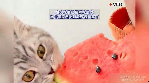 吃瓜少女猫,揭秘娱乐圈背后的秘密生活