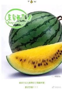 全球吃瓜平台,揭秘各大洲热门话题与趣味事件